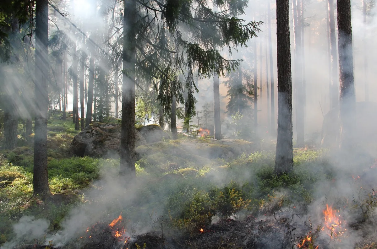 Risque d'incendie : fermeture des pistes et routes forestières