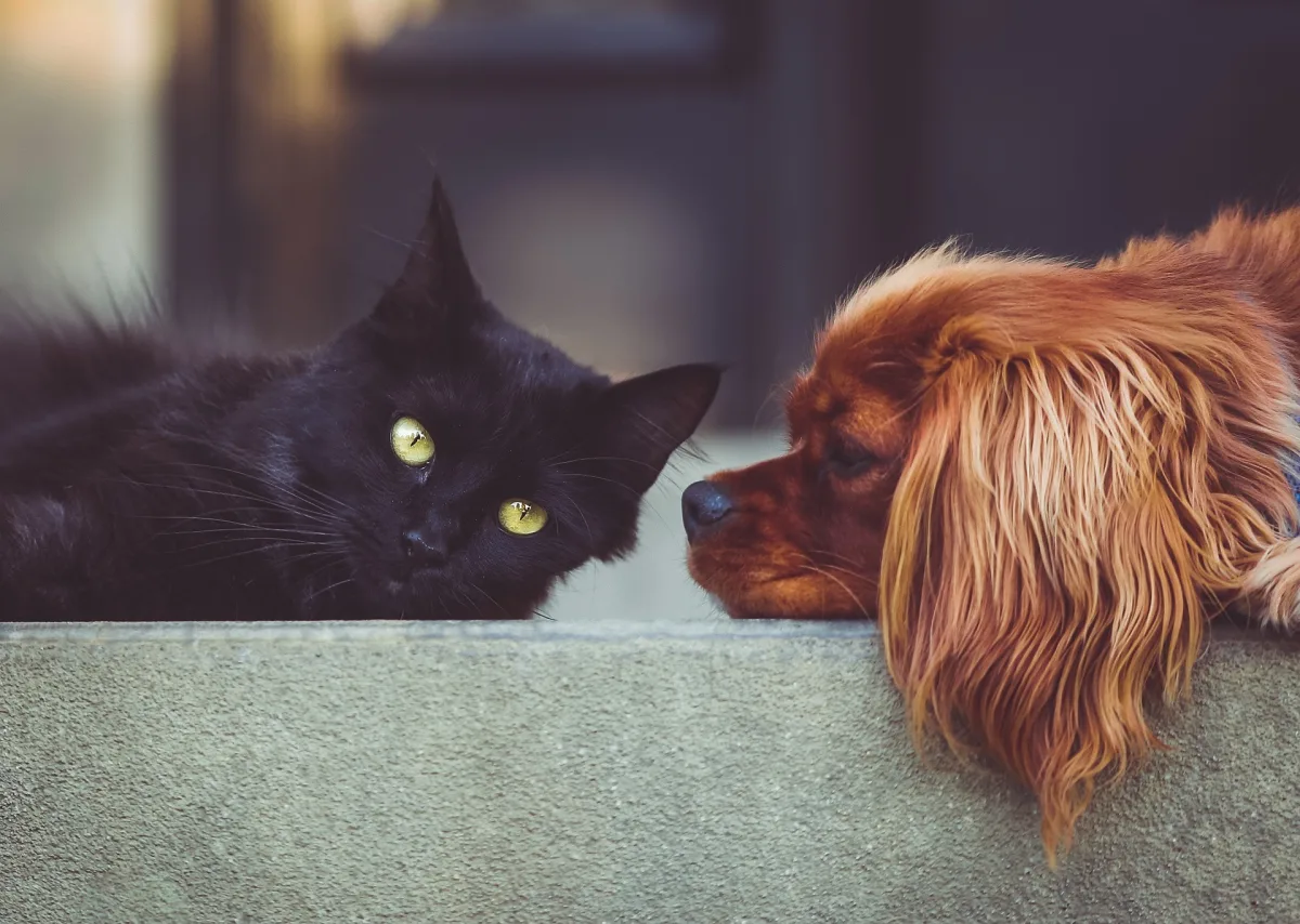 Partir en camping avec son chien ou son chat