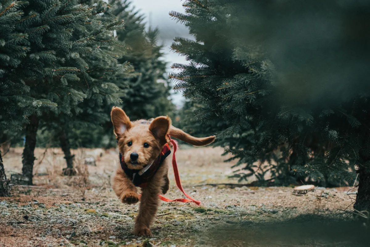 Accessoires pour voyager avec votre chien ou votre chat !