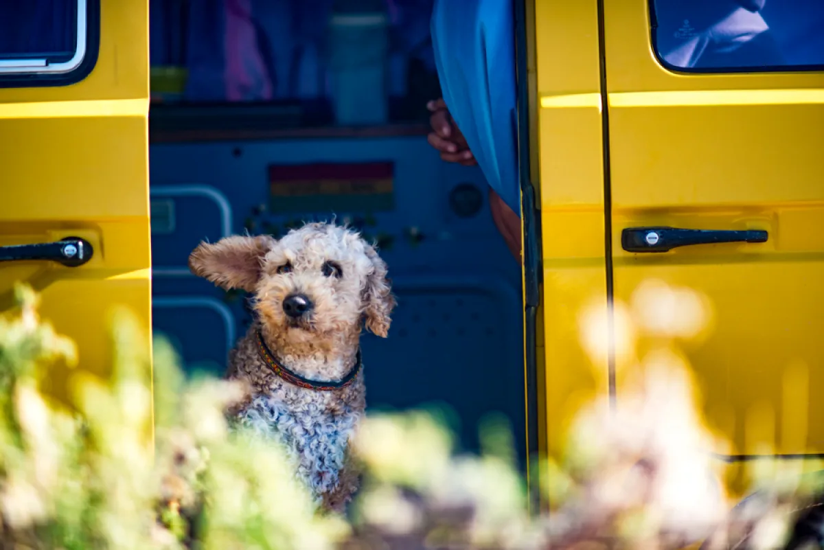 Accessoires pour voyager avec votre chien ou votre chat !