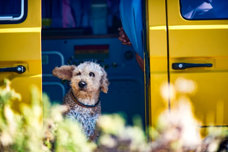 Accessoires pour voyager avec votre chien ou votre chat !