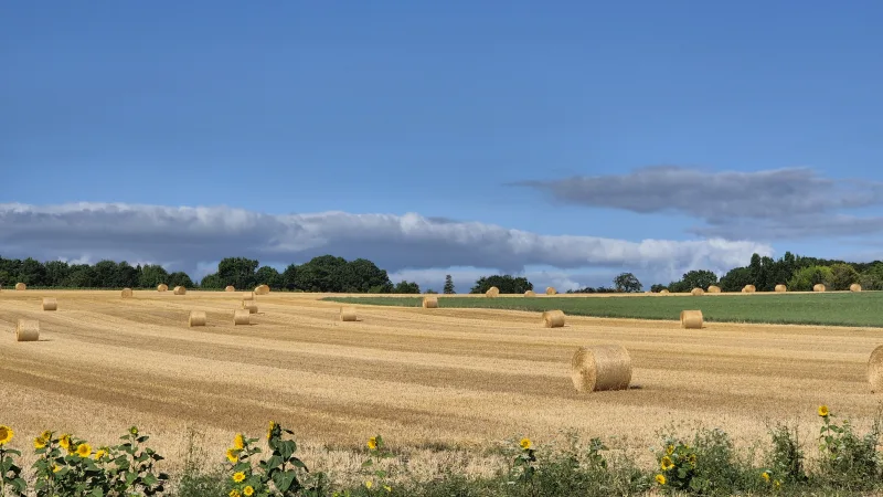 Des champs à perte de vue