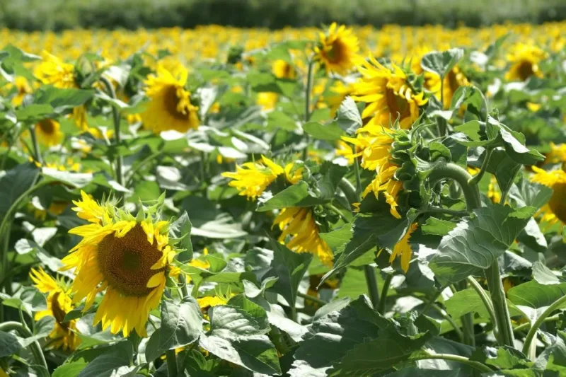 La nature au quotidien